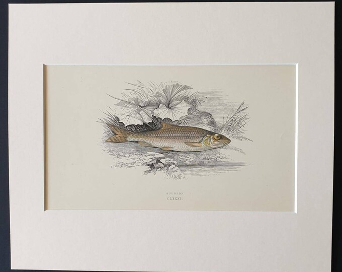 Original 1867 'History of the Fishes of the British Islands' print - Gudgeon