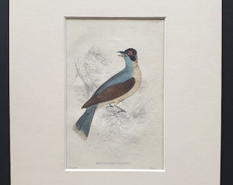 American Tyrant Flycatcher  - Original c1870 hand coloured bird print in mount