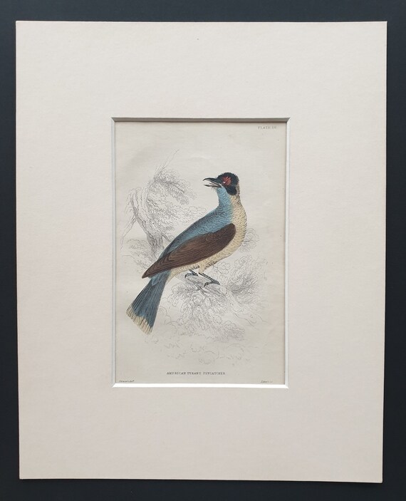 American Tyrant Flycatcher  - Original c1870 hand coloured bird print in mount