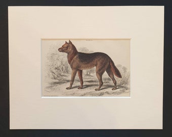 New Holland Dingo - Original 1839 hand coloured mammalia print in mount