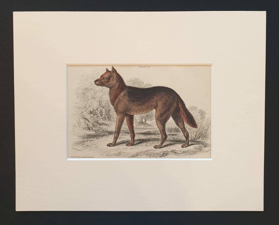 Original 1839 hand coloured mammalia print in mount - New Holland Dingo