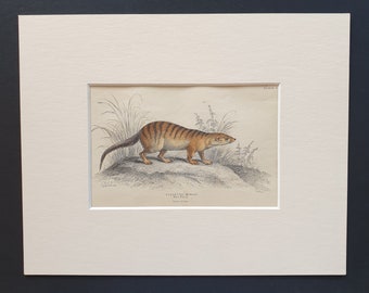 The Zebra Ichneumon - Original 1842 hand coloured print in mount