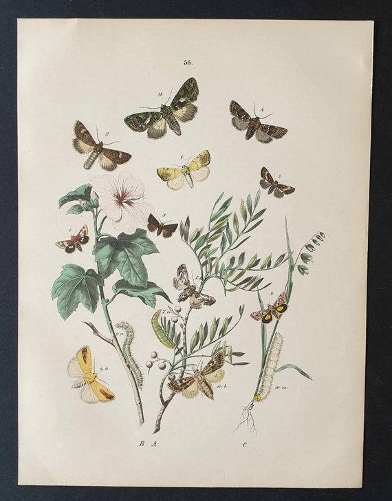 Original 1898 hand coloured Butterflies and Moths print