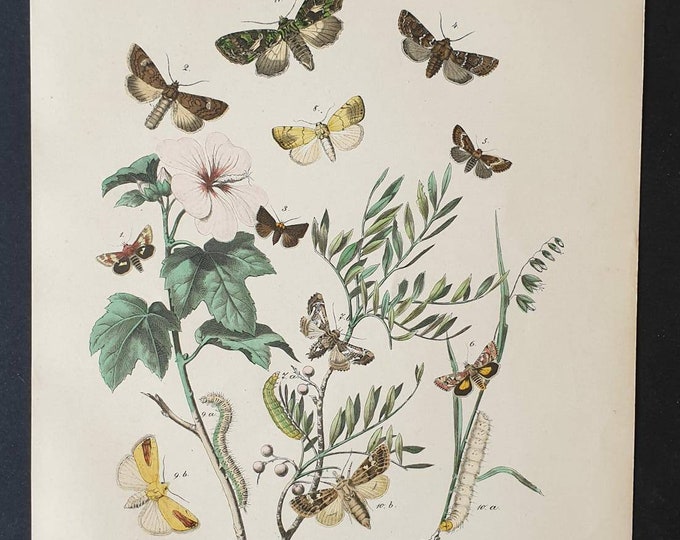 Original 1898 hand coloured Butterflies and Moths print