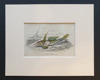 Gemmous Dragonet - Original c1860 hand coloured fish print in mount