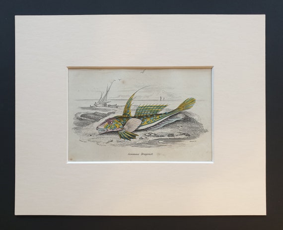 Gemmous Dragonet - Original c1860 hand coloured fish print in mount