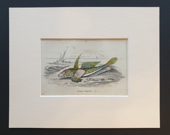 Gemmous Dragonet - Original c1860 hand coloured fish print in mount