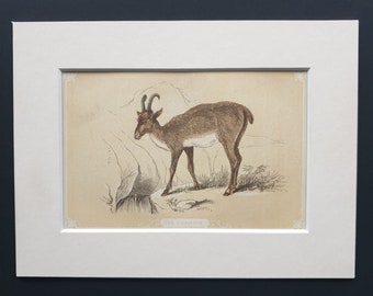 The Chamois - Original 1851 John Tallis woodblock print