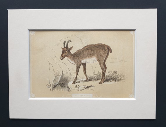 The Chamois - Original 1851 John Tallis woodblock print