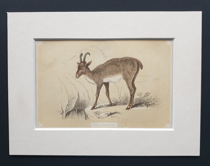 The Chamois - Original 1851 John Tallis woodblock print
