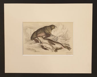 The Ursine Seal - Original 1839 hand coloured print in mount