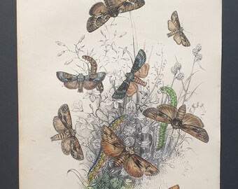 Sword Grass Moths and others - Original hand coloured 1860 print