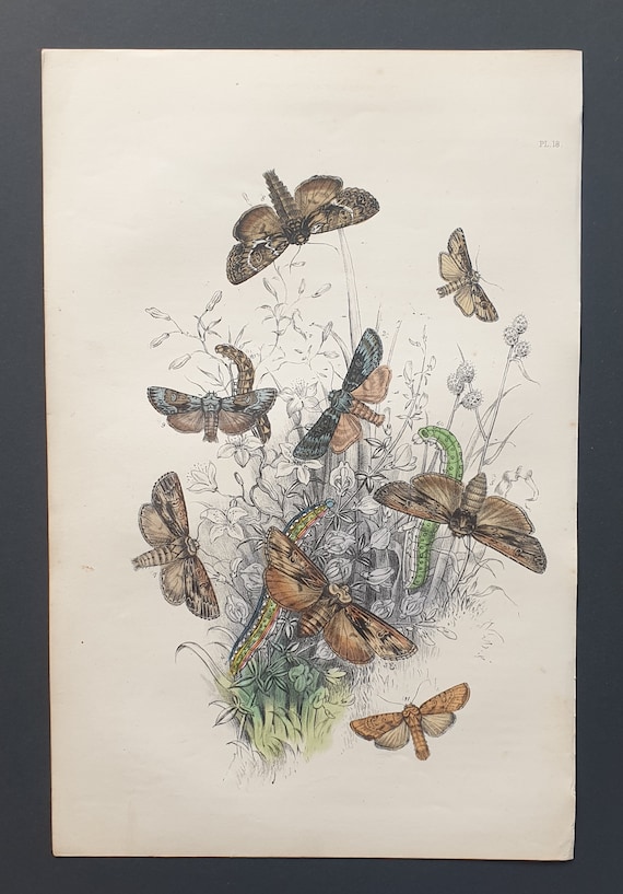 Sword Grass Moths and others - Original hand coloured 1860 print
