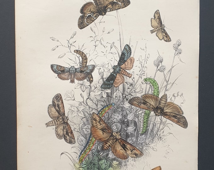 Sword Grass Moths and others - Original hand coloured 1860 print