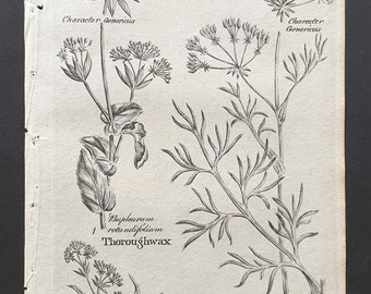 Thoroughwax, Small Hares Ear, and Pignut - Original 1802 Culpeper engraving (171)