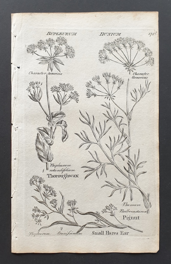 Thoroughwax, Small Hares Ear, and Pignut - Original 1802 Culpeper engraving (171)