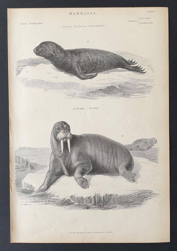 Original c1860's Museum of Natural History print - Sea Bear and Arctic Walrus