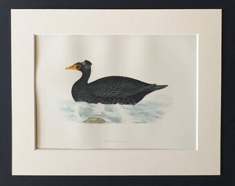 Surf Scoter - Original 1891 hand coloured bird print in mount