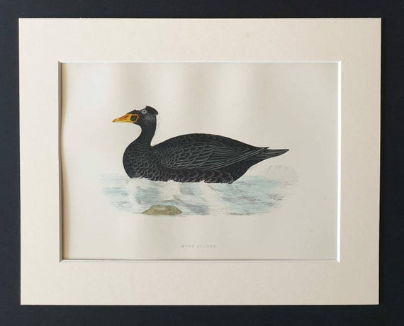 Original 1891 hand coloured bird print in mount - Surf Scoter