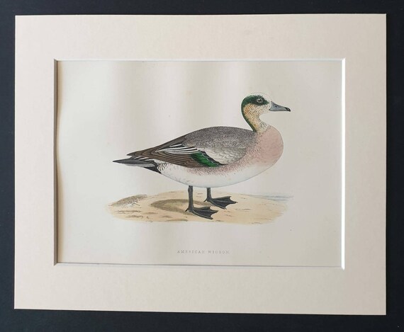 Original 1891 hand coloured bird print in mount - American Wigeon