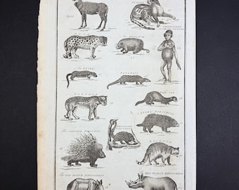 Quadrupeds - Tab. IV - Original c1785 Antique Print