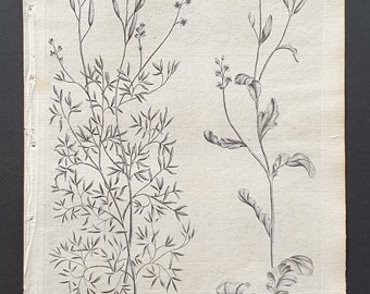 Flexweed and Spiny Cress - Original 1802 Culpeper engraving (64)