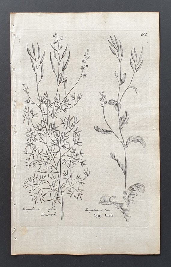 Flexweed and Spiny Cress - Original 1802 Culpeper engraving (64)