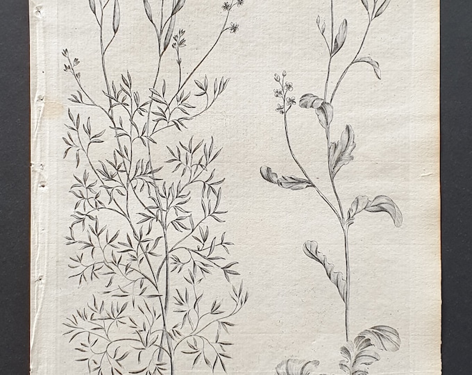 Flexweed and Spiny Cress - Original 1802 Culpeper engraving (64)