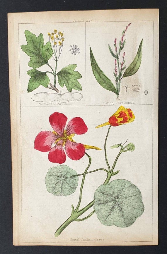 Original 1854 hand coloured botanical print