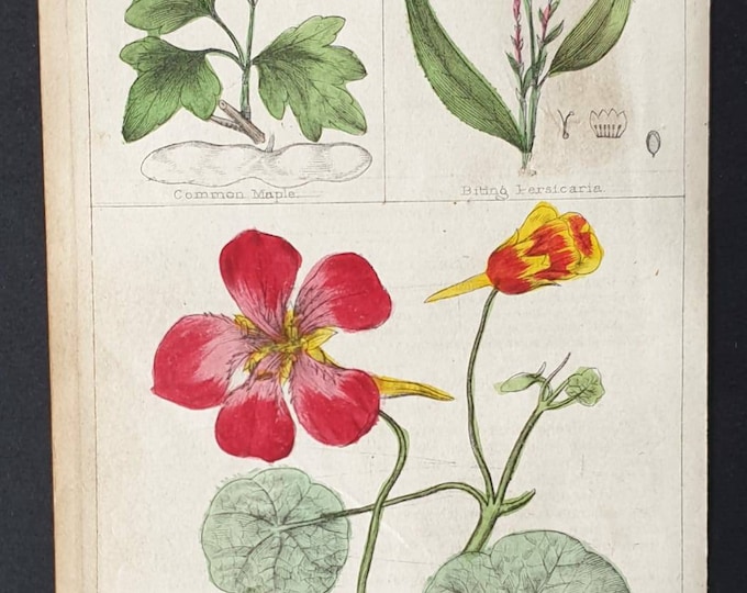 Original 1854 hand coloured botanical print