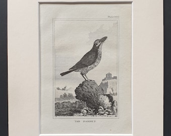 The Barbet - Original 1812 Buffon print in mount (166)