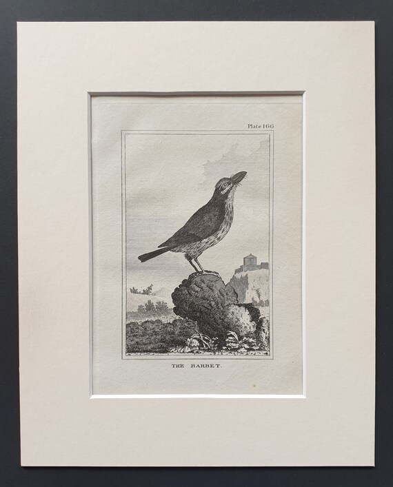 The Barbet - Original 1812 Buffon print in mount (166)