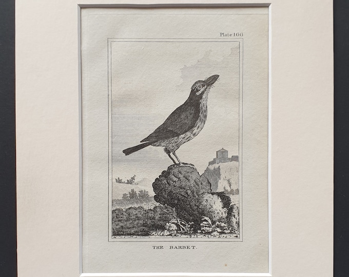 The Barbet - Original 1812 Buffon print in mount (166)