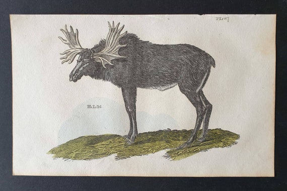Original 1821 hand coloured animal print - Elk