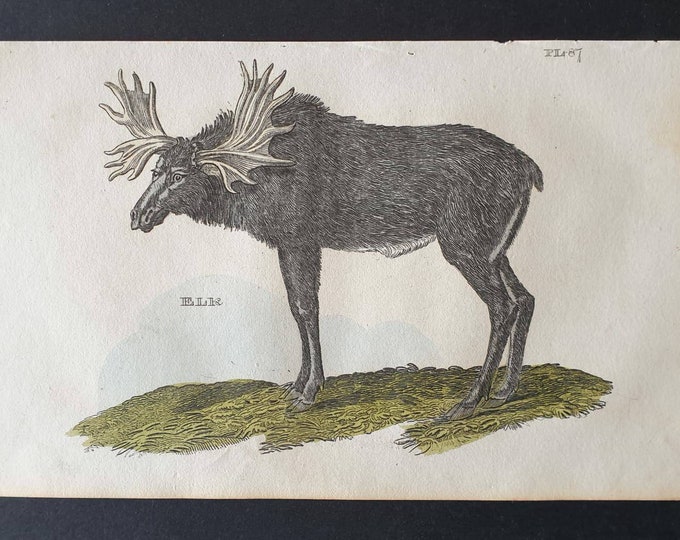 Original 1821 hand coloured animal print - Elk