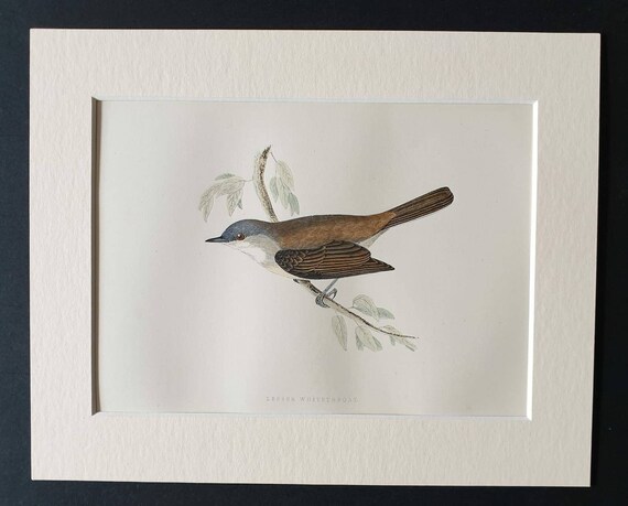 Original 1891 hand coloured bird print in mount - Lesser Whitethroat