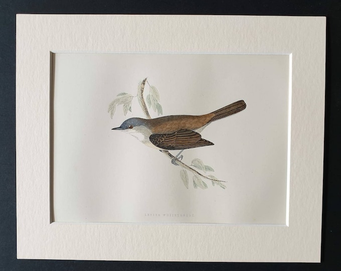Original 1891 hand coloured bird print in mount - Lesser Whitethroat
