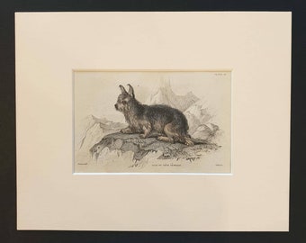 Isle of Skye Terrier - Original 1840 hand coloured mammalia print in mount