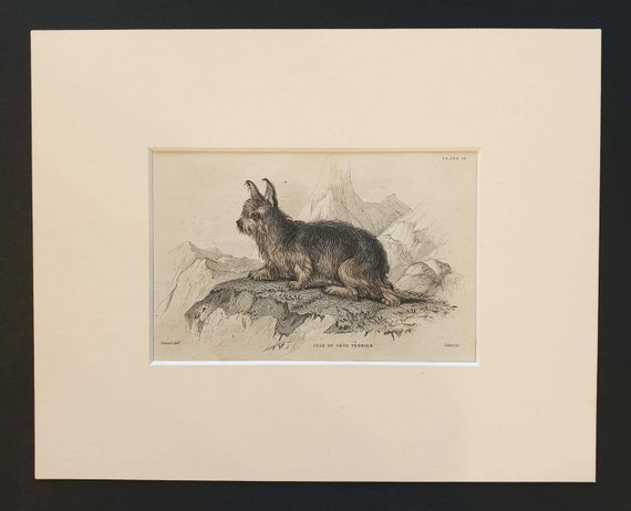 Original 1840 hand coloured mammalia print in mount - Isle of Skye Terrier