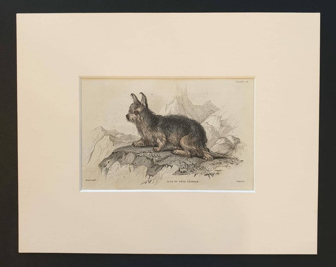 Original 1840 hand coloured mammalia print in mount - Isle of Skye Terrier