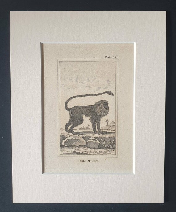 Original 1812 Buffon print in mount - Maned Monkey