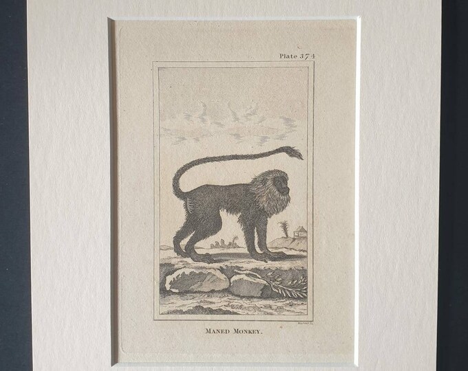 Original 1812 Buffon print in mount - Maned Monkey