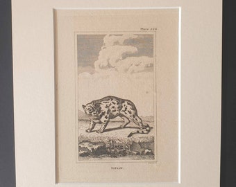 Bizaam - Original 1812 Buffon print in mount