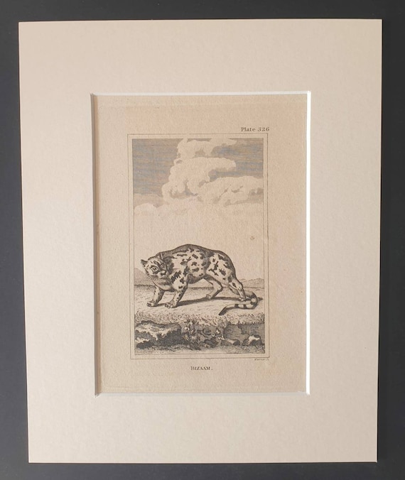 Original 1812 Buffon print in mount -  Bizaam