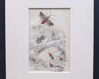 Syrtomasies paradoxus, Cerbus flaveolus, Anisosceles hymeniphera - Original c1860 hand coloured insect print in mount