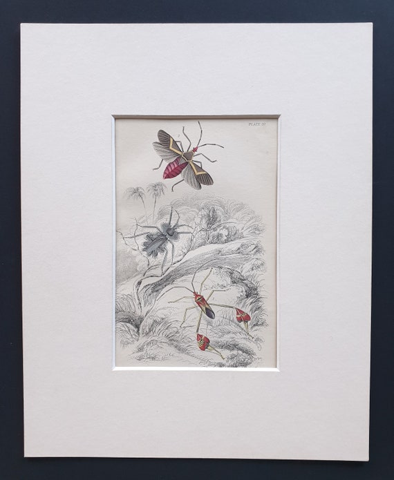 Syrtomasies paradoxus, Cerbus flaveolus, Anisosceles hymeniphera - Original c1860 hand coloured insect print in mount