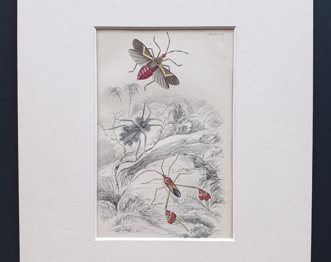 Syrtomasies paradoxus, Cerbus flaveolus, Anisosceles hymeniphera - Original c1860 hand coloured insect print in mount