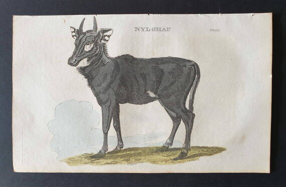 Original 1821 hand coloured animal print - Nylghau