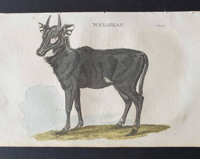 Original 1821 hand coloured animal print - Nylghau