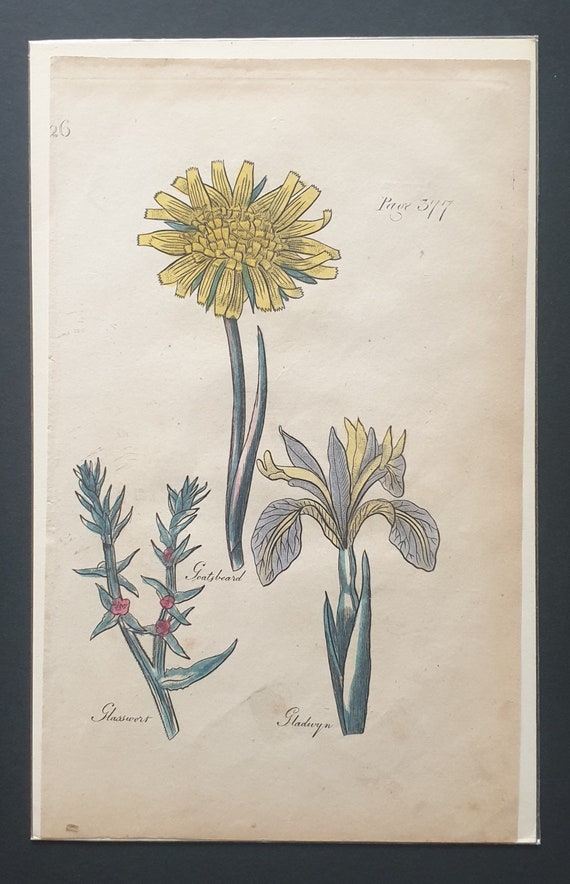 Goatsbeard, Glasswort and Gladwyn - Original c1810 Culpeper print